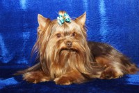 /album/orion1/orion-v-moska-3-jpg/